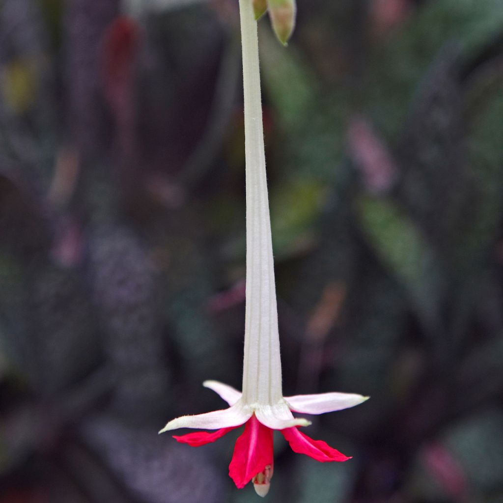 Fuchsia boliviana Alba