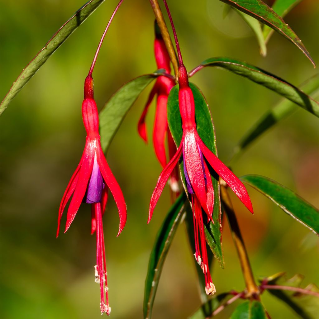 Fuchsia hatschbachii