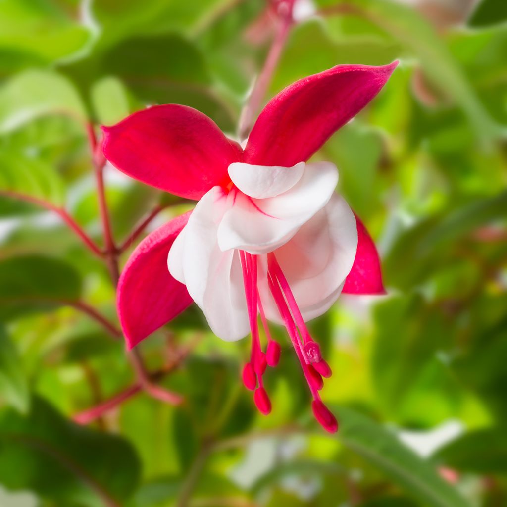 Fuchsia Snow Cap