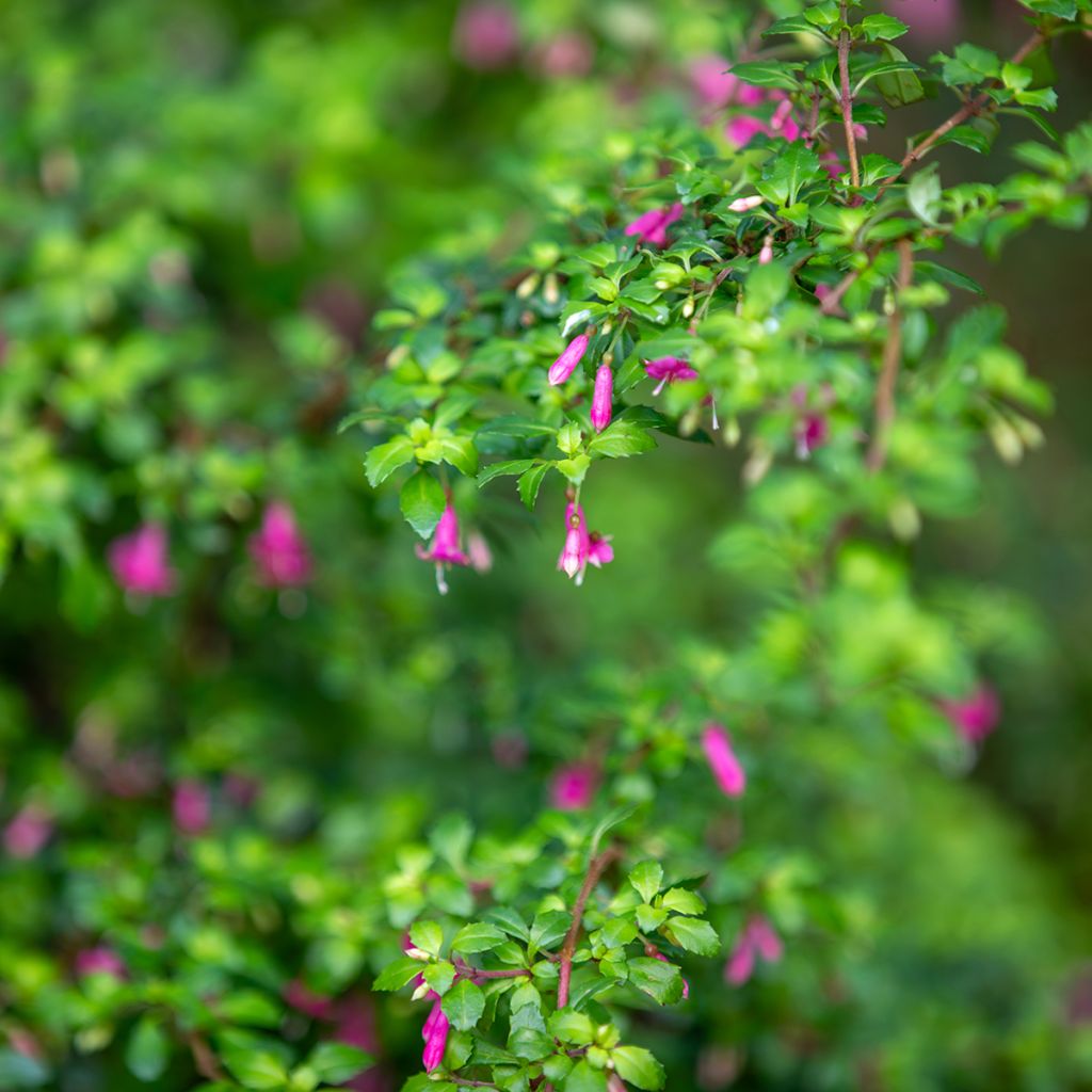 Fuchsia microphylla subsp. microphylla