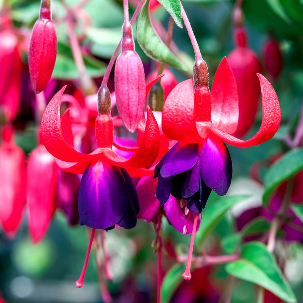Fuchsia Charming