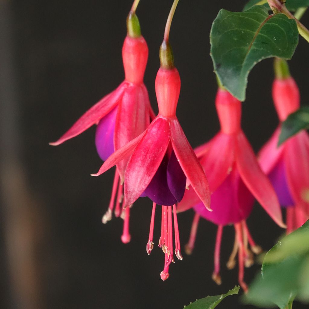 Fuchsia Mrs Popple