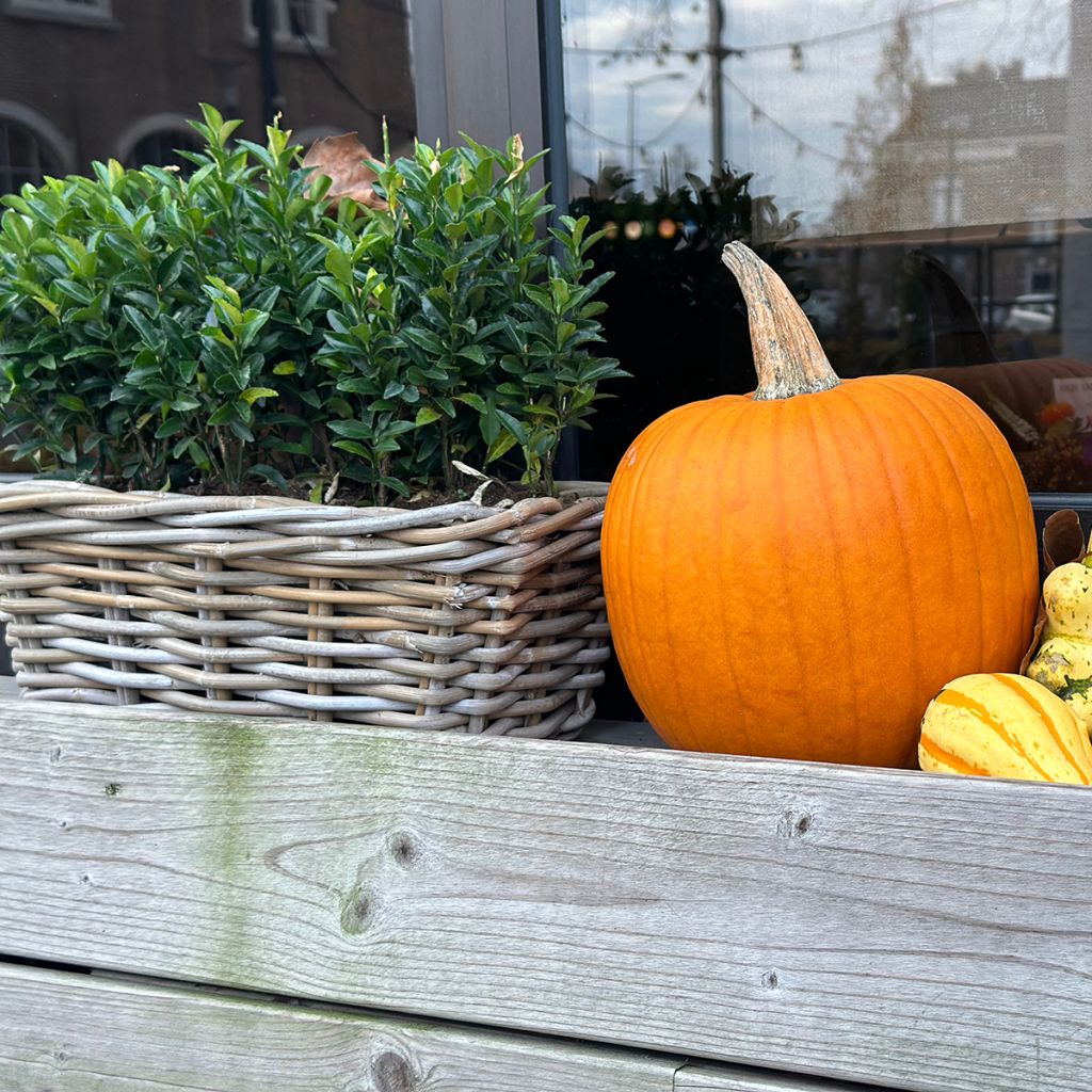 Japanischer Spindelstrauch Green Spire - Euonymus japonicus