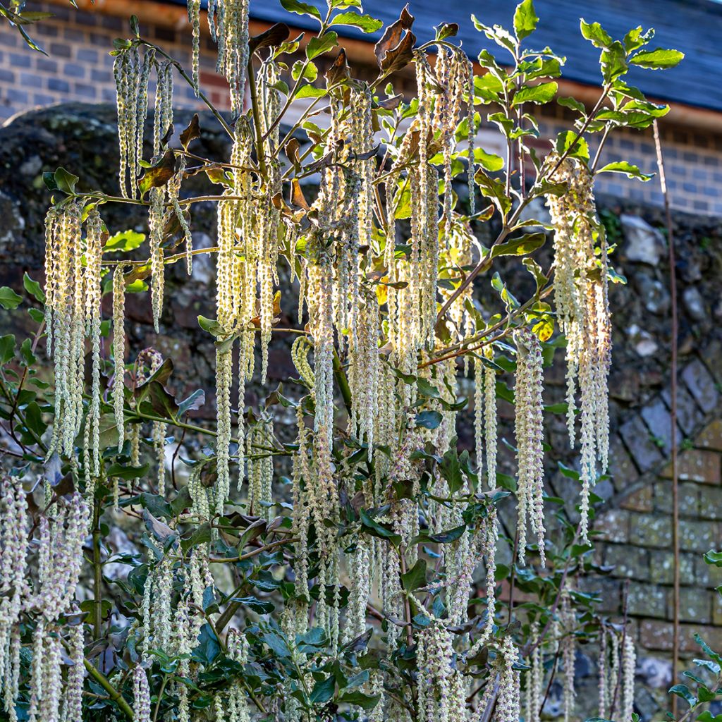 Garrya elliptica - Spalier-Becherkätzchen