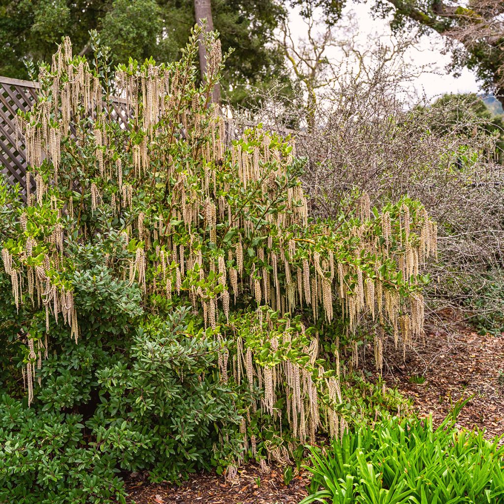 Garrya elliptica - Spalier-Becherkätzchen