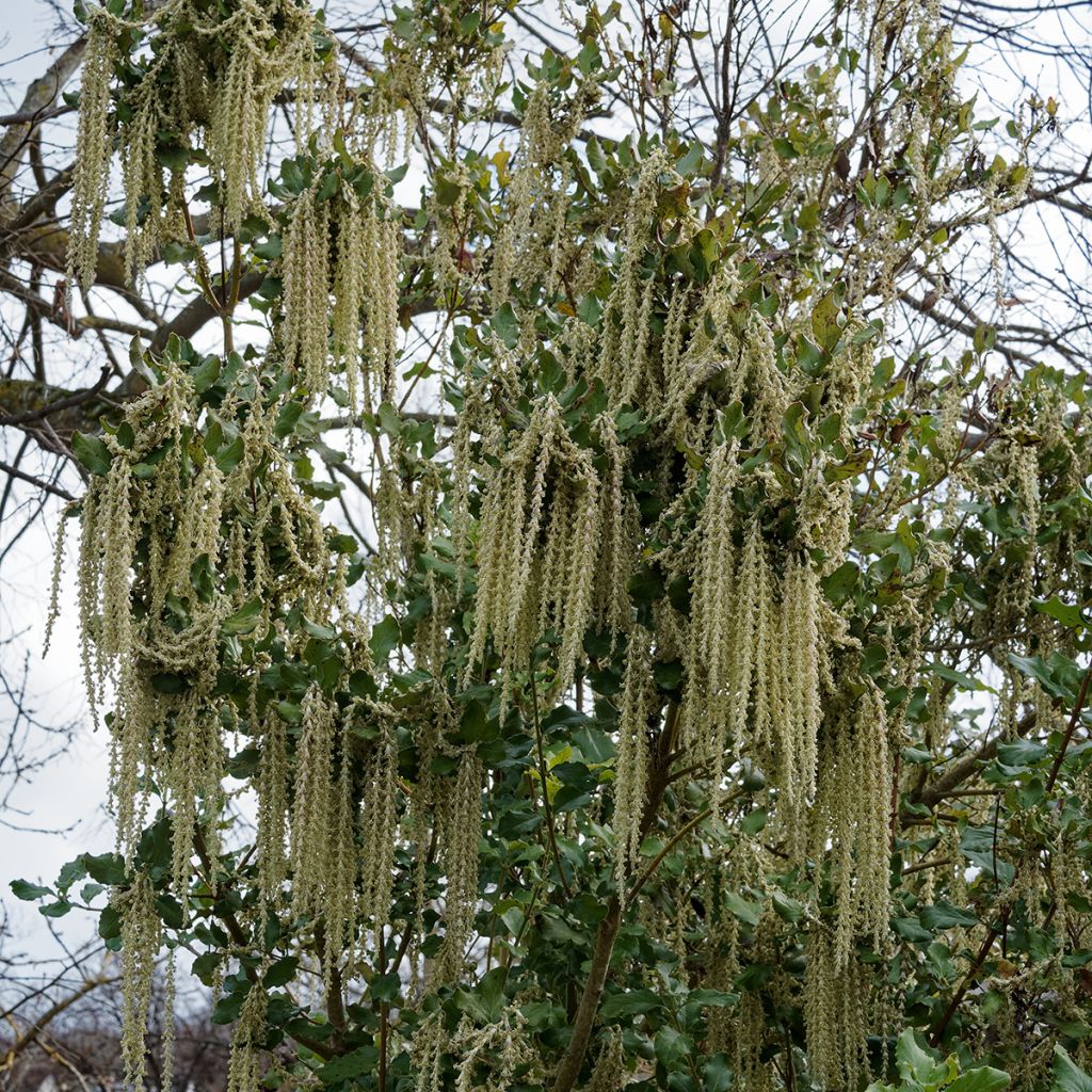 Garrya elliptica James Roof - Spalier-Becherkätzchen
