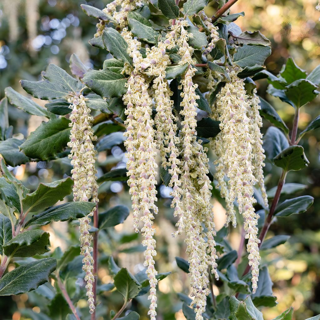 Garrya elliptica James Roof - Spalier-Becherkätzchen