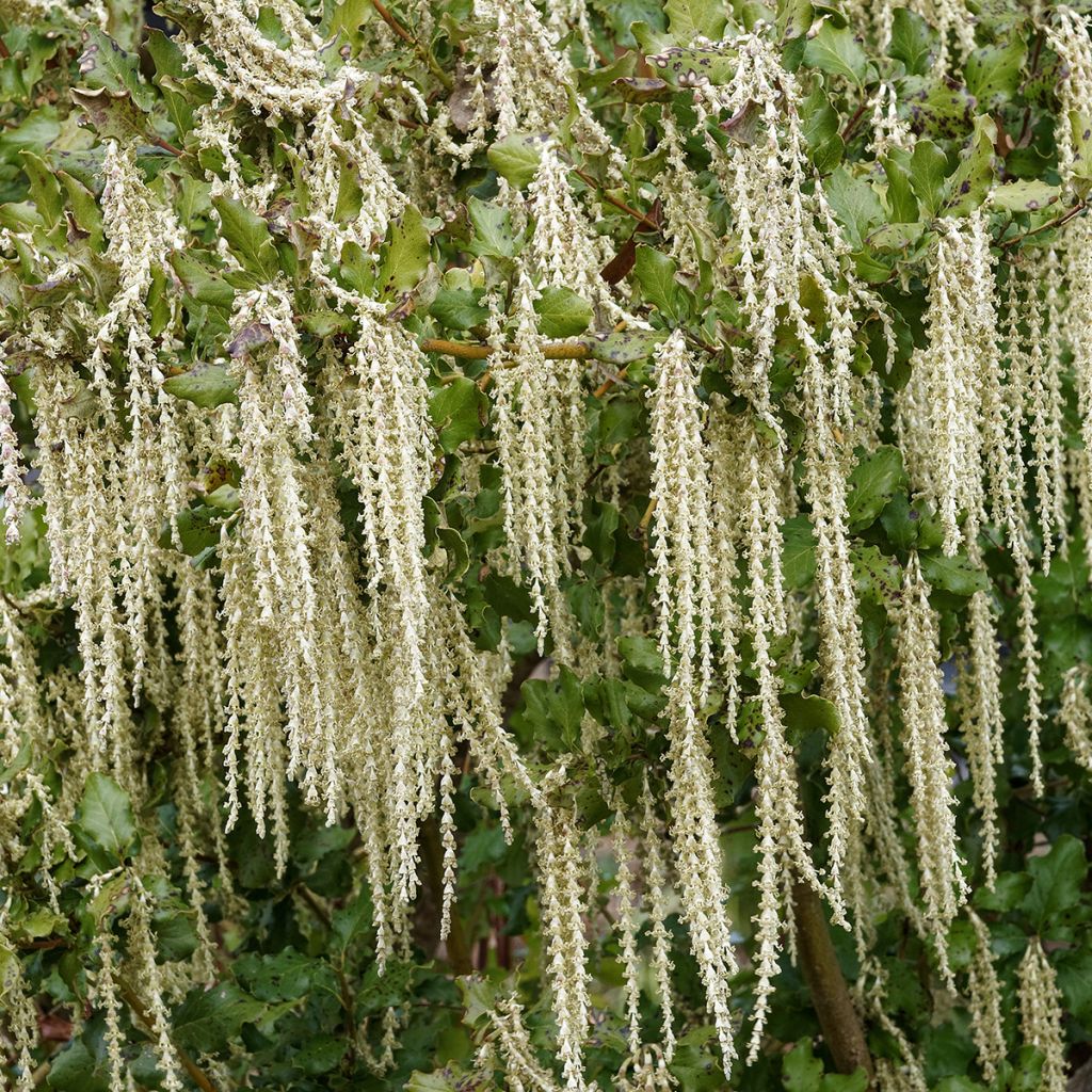Garrya elliptica James Roof - Spalier-Becherkätzchen