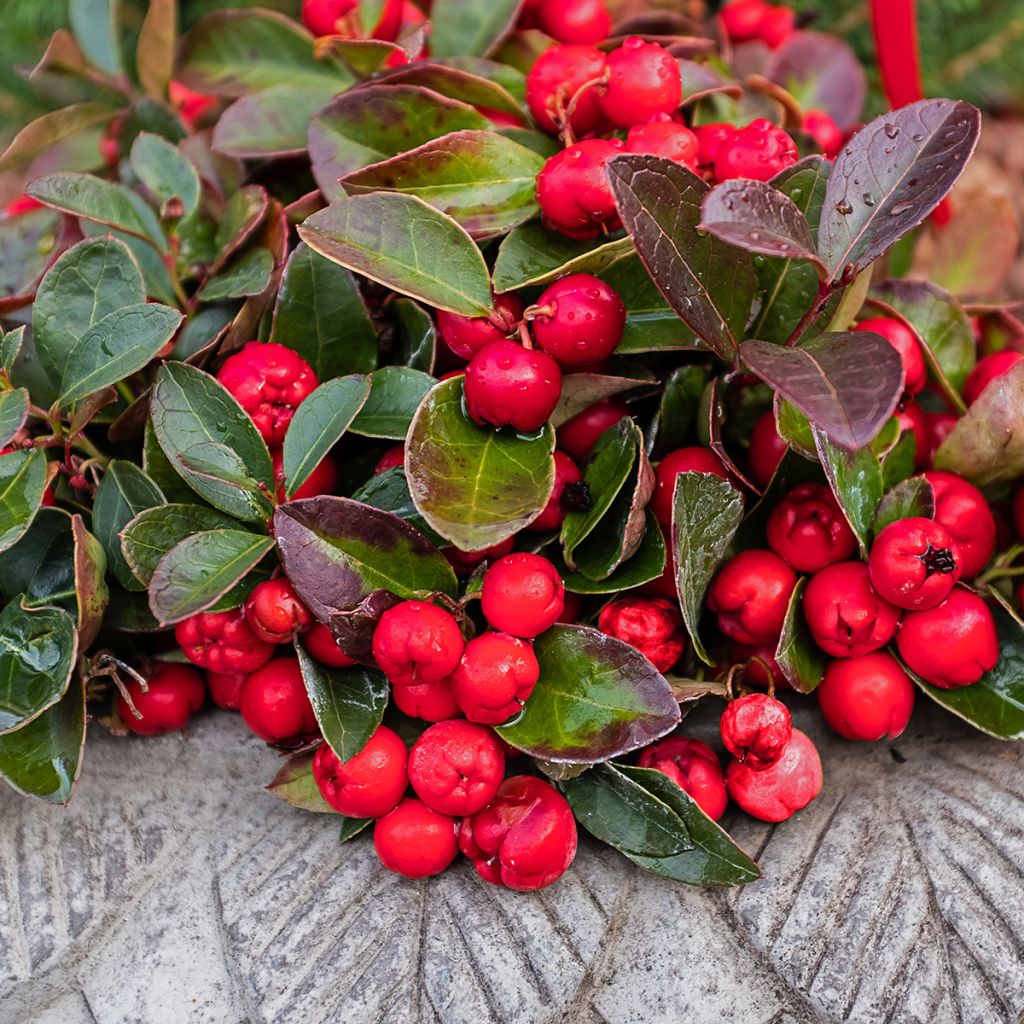 Gaultheria procumbens - Scheinbeere