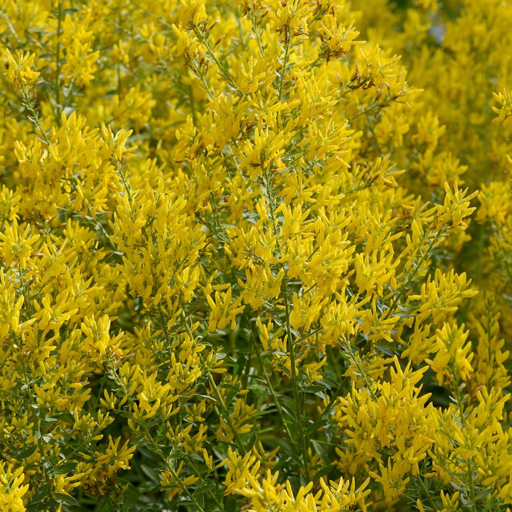 Färber-Ginster - Genista tinctoria