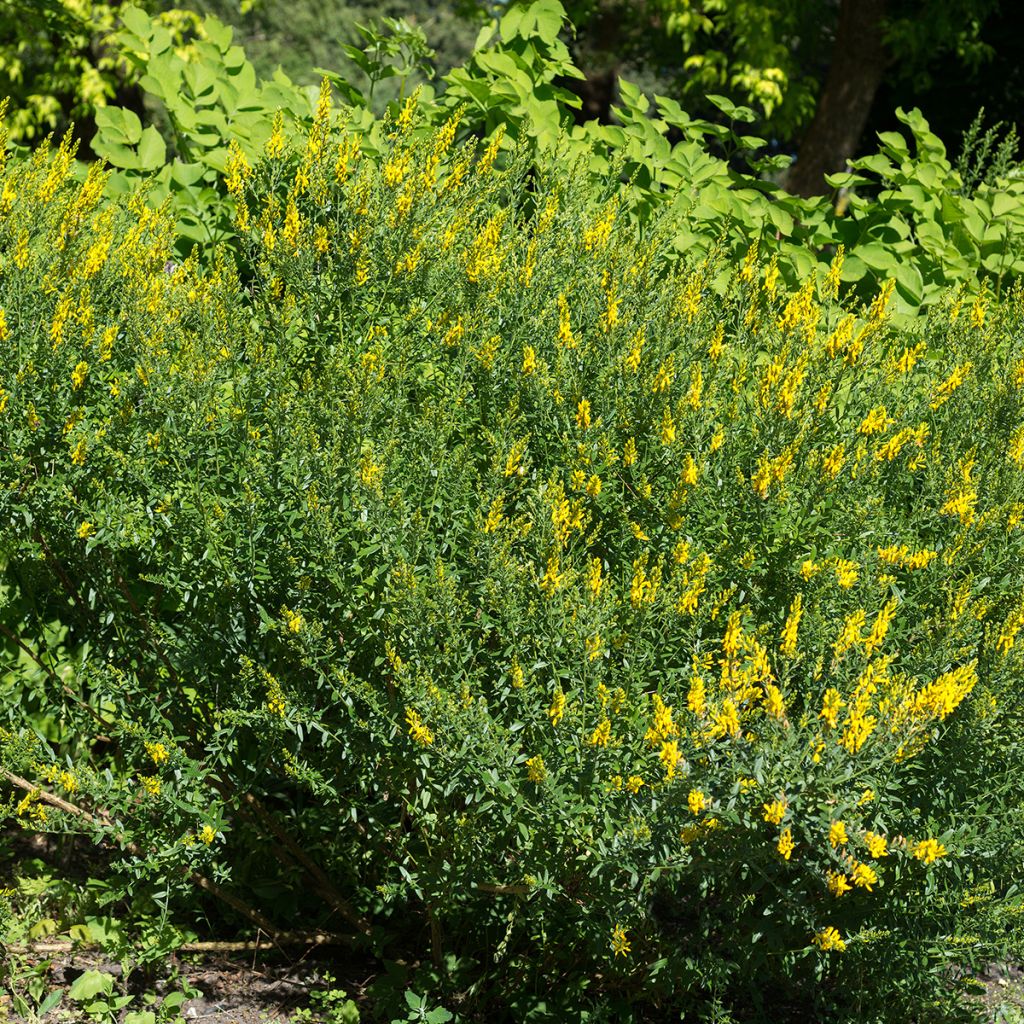 Färber-Ginster - Genista tinctoria