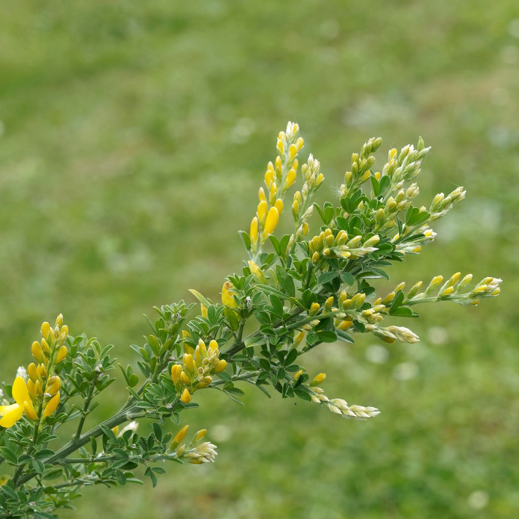 Edelginster Golden Sunlight - Cytisus scoparius