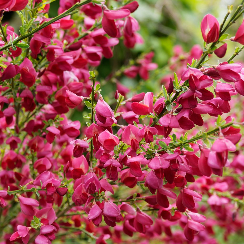 Edelginster Ruby - Cytisus scoparius