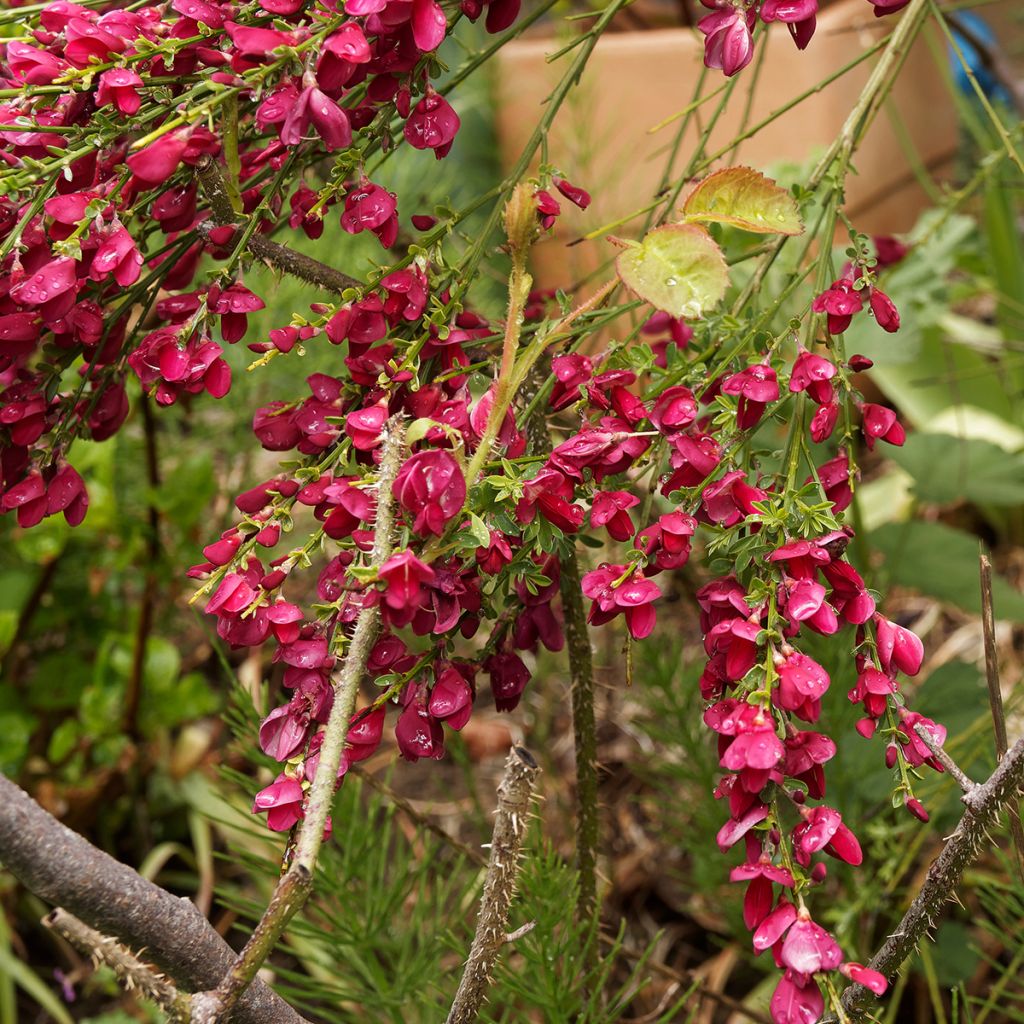 Edelginster Ruby - Cytisus scoparius