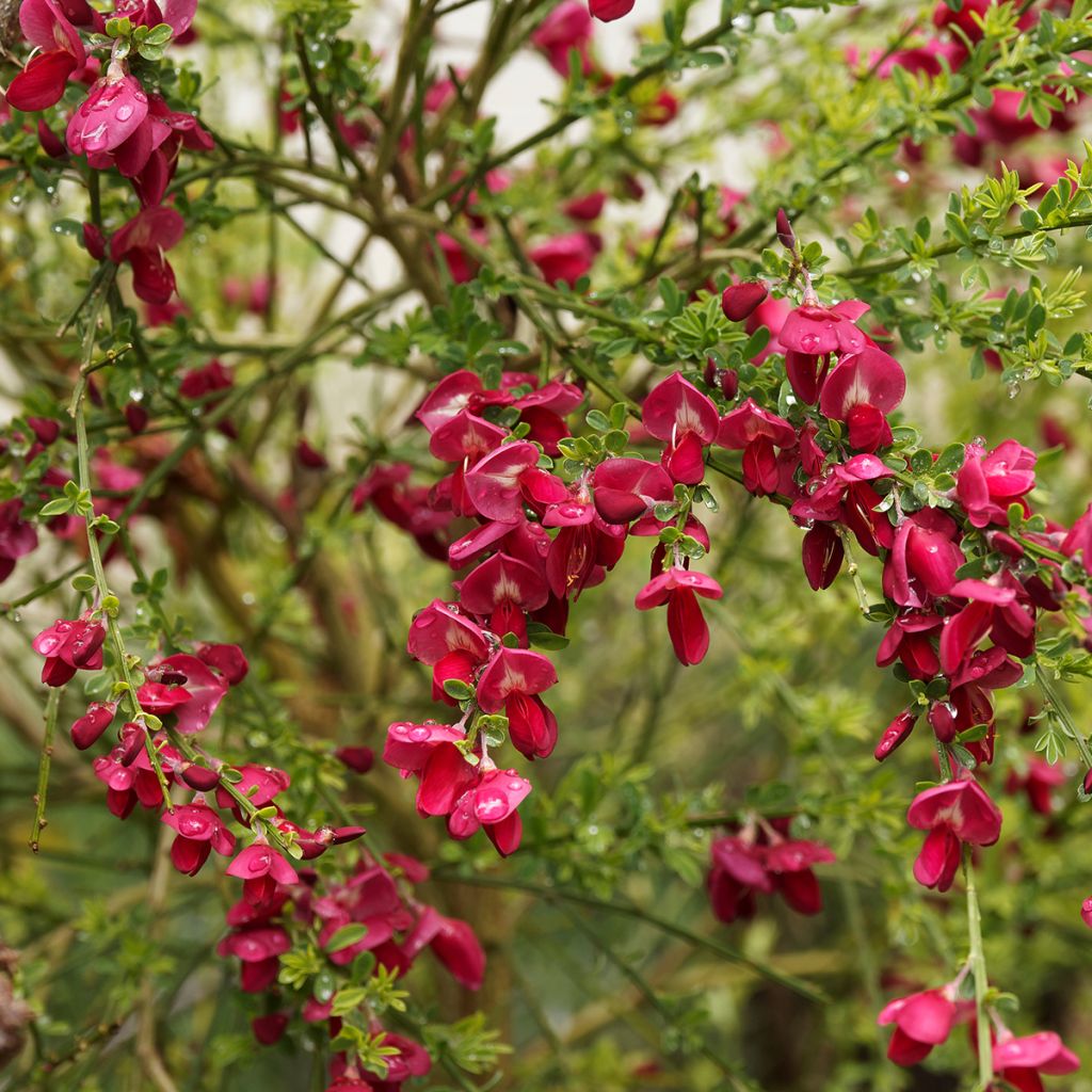 Edelginster Ruby - Cytisus scoparius