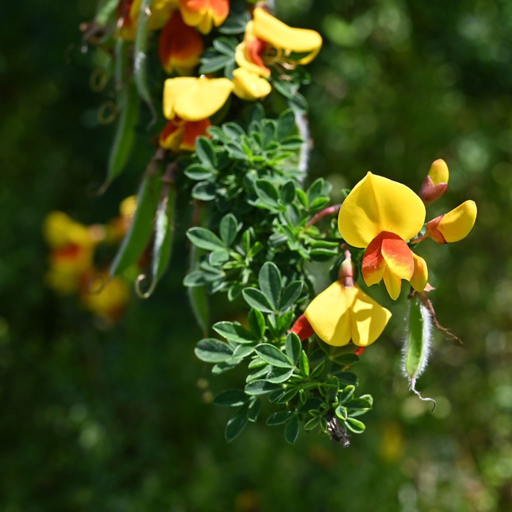 Edelginster Andreanus - Cytisus scoparius