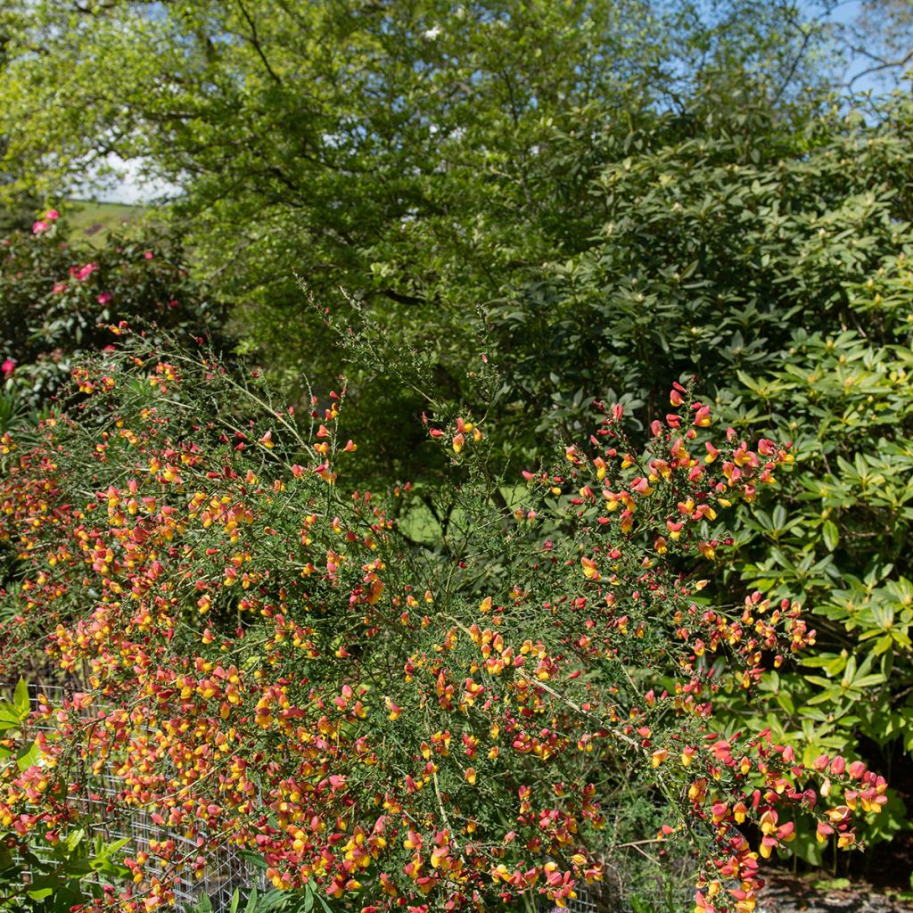 Edelginster La Coquette - Cytisus scoparius