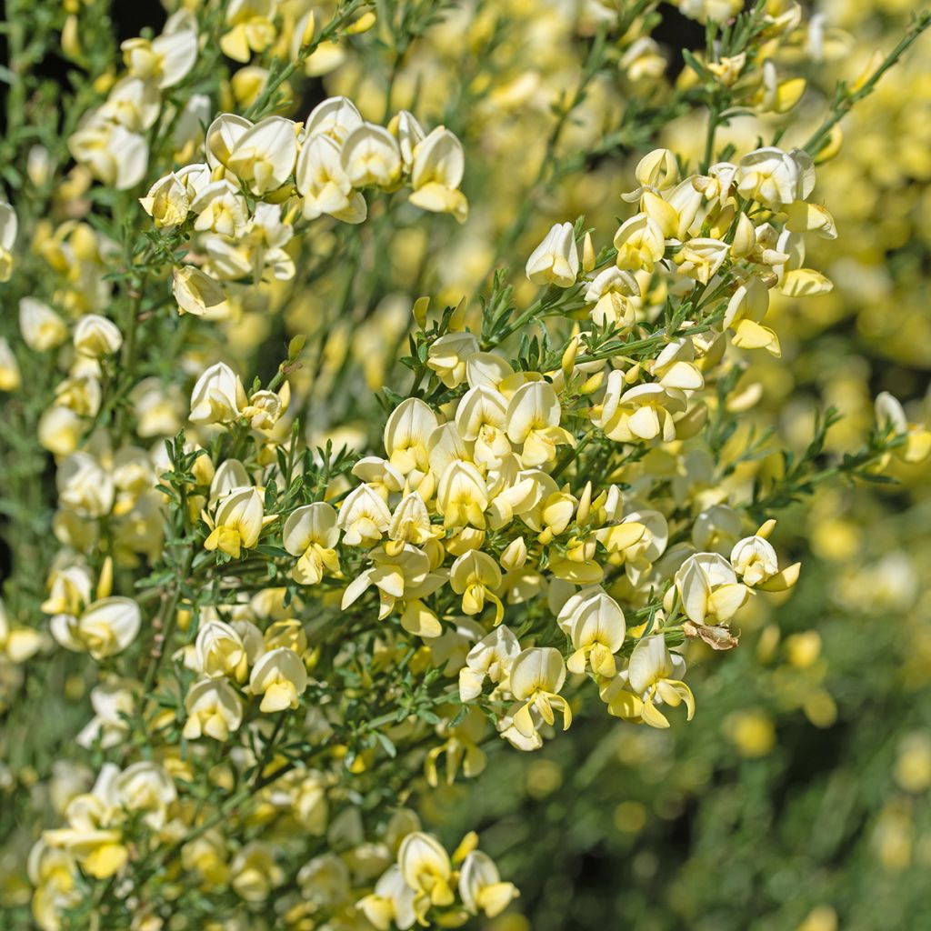 Edelginster Luna - Cytisus scoparius