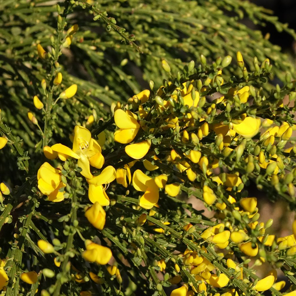 Edelginster Golden Tears - Cytisus scoparius