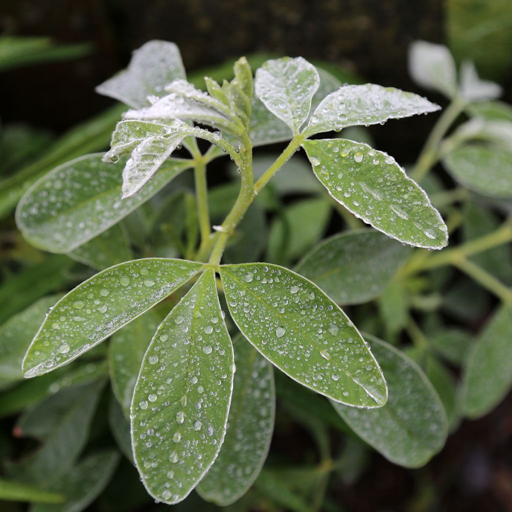 Cytisus battandieri - Marokkanischer Ginster