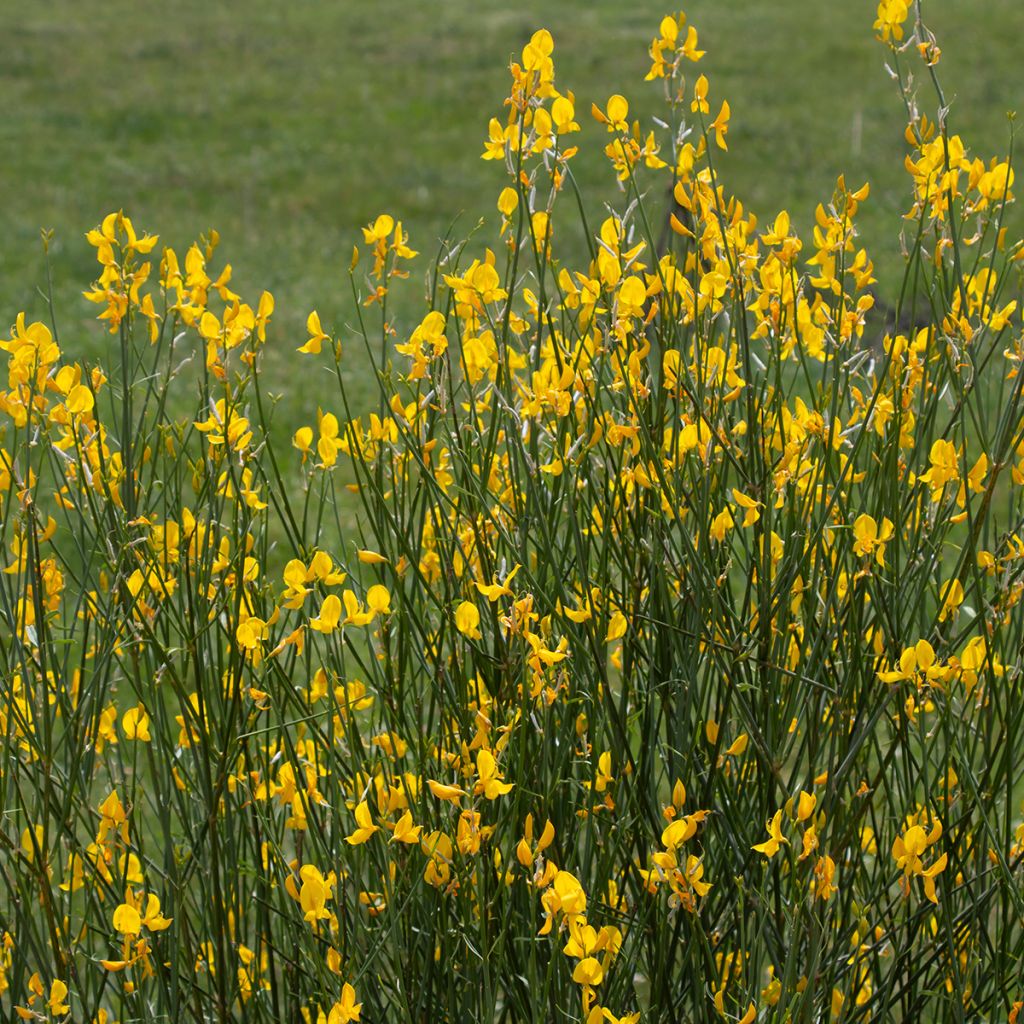 Spartium junceum - Pfriemenginster