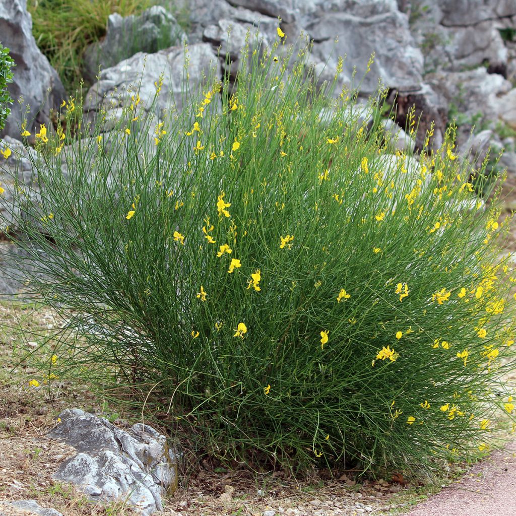 Spartium junceum - Pfriemenginster