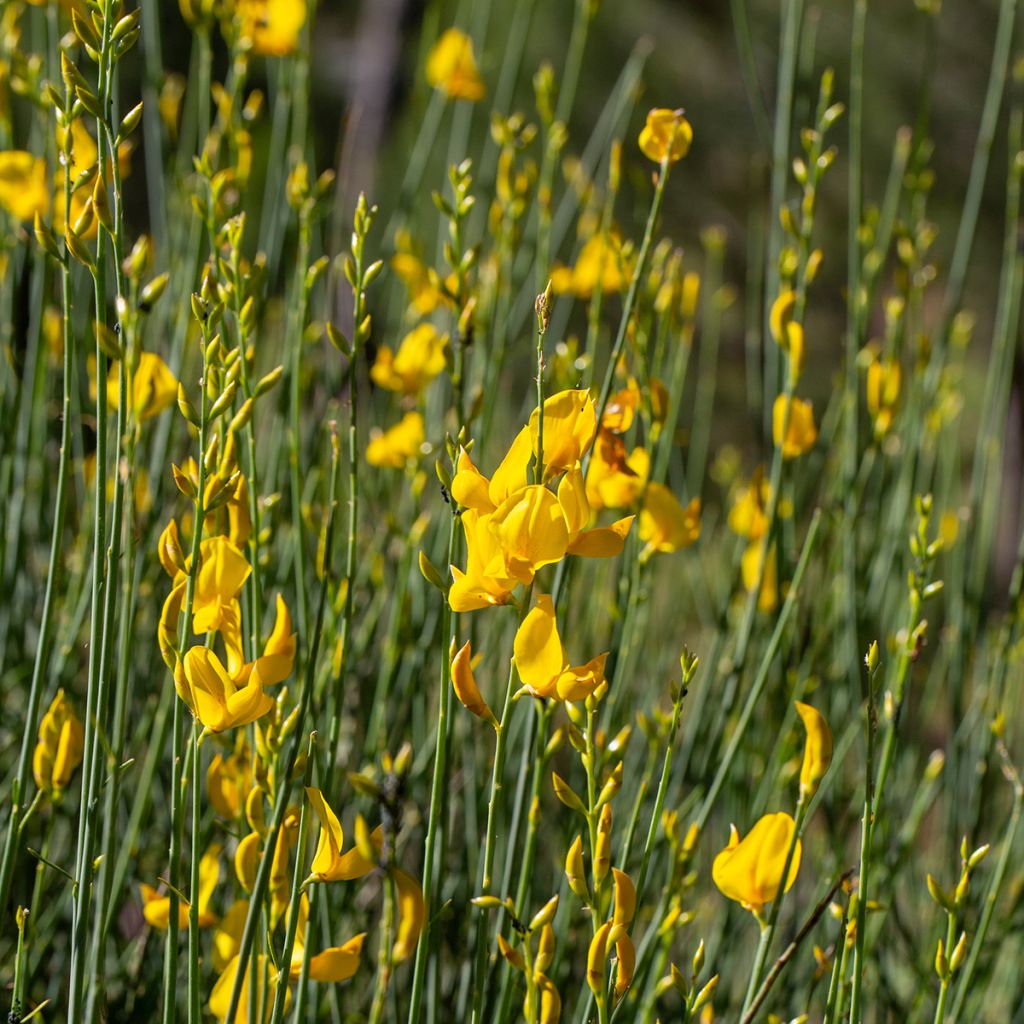 Spartium junceum - Pfriemenginster