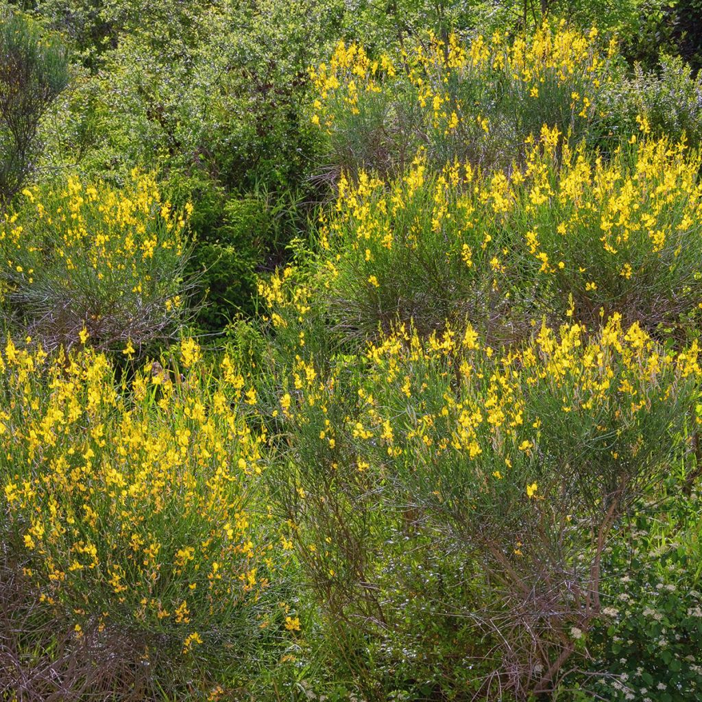 Spartium junceum - Pfriemenginster