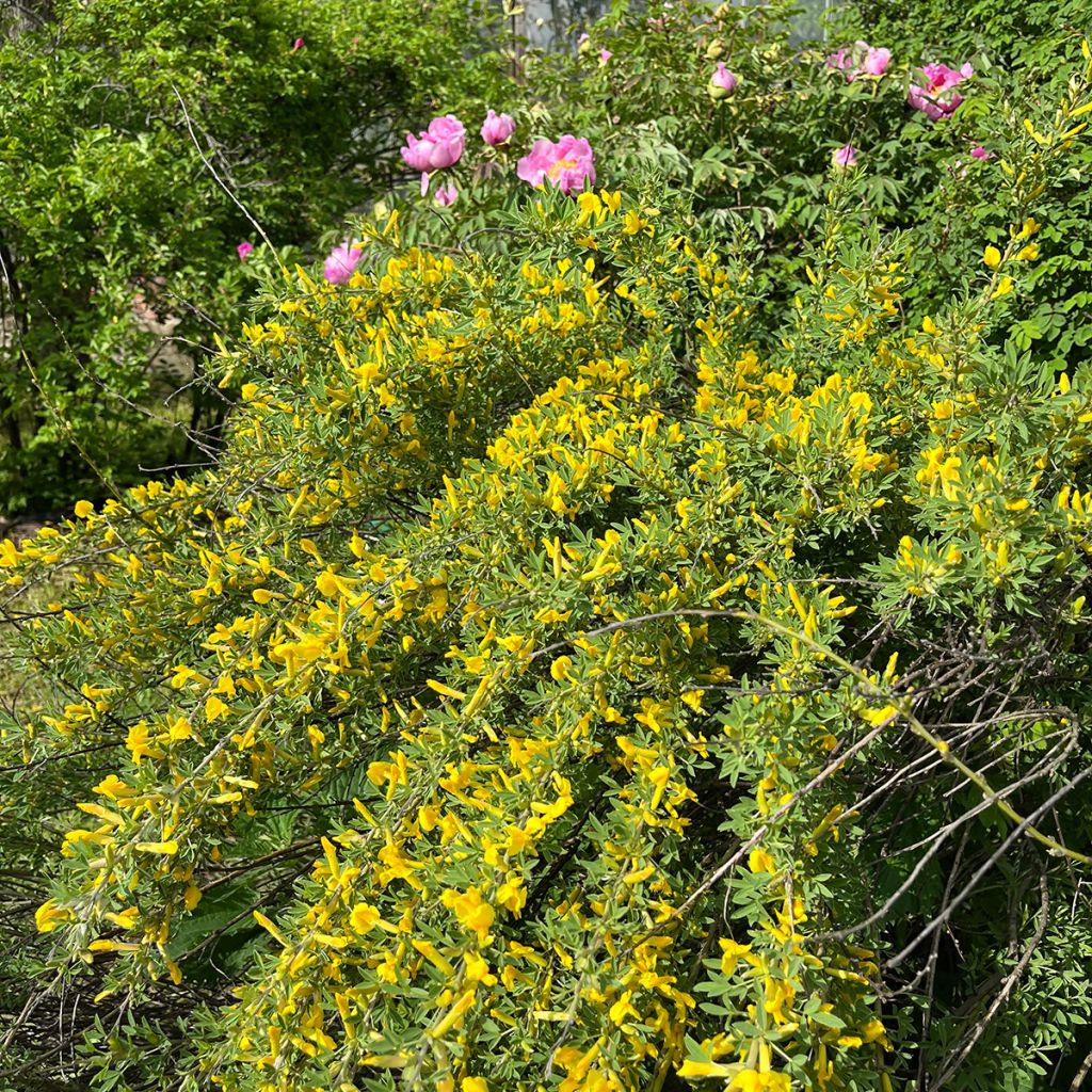 Elfenbeinginster Allgold - Cytisus praecox