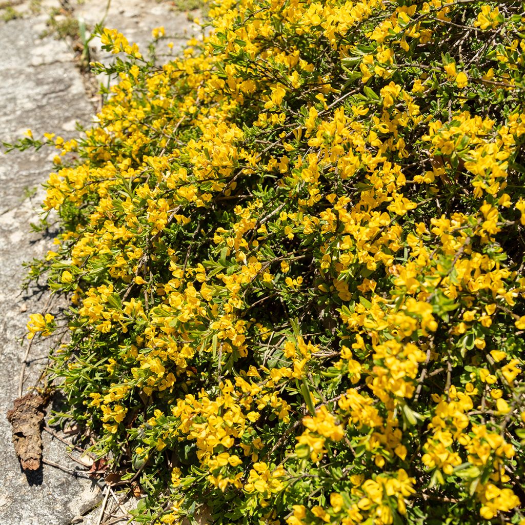 Behaarter Ginster Vancouver Gold - Genista pilosa