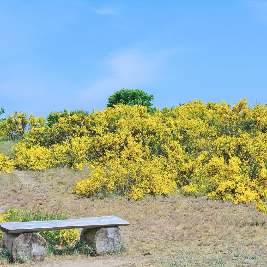 Behaarter Ginster Vancouver Gold - Genista pilosa