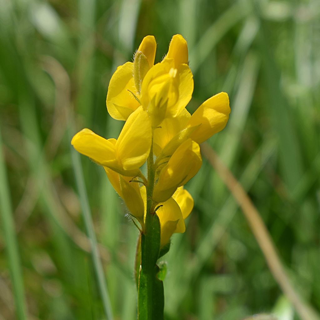 Flügel-Ginster - Genista sagittalis