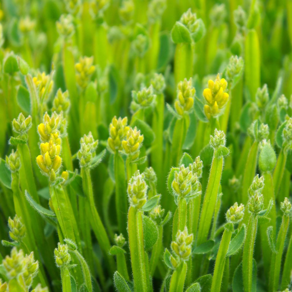 Flügel-Ginster - Genista sagittalis