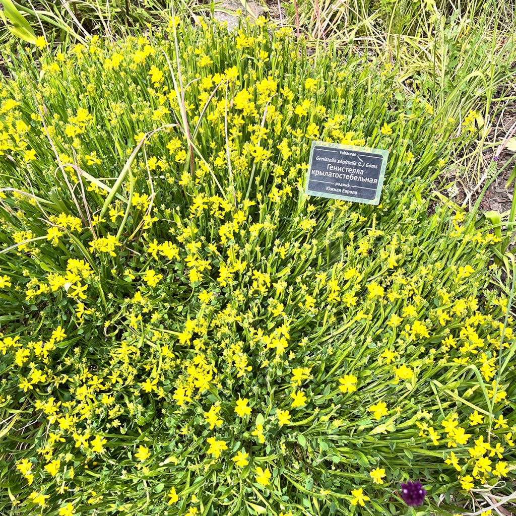 Flügel-Ginster - Genista sagittalis