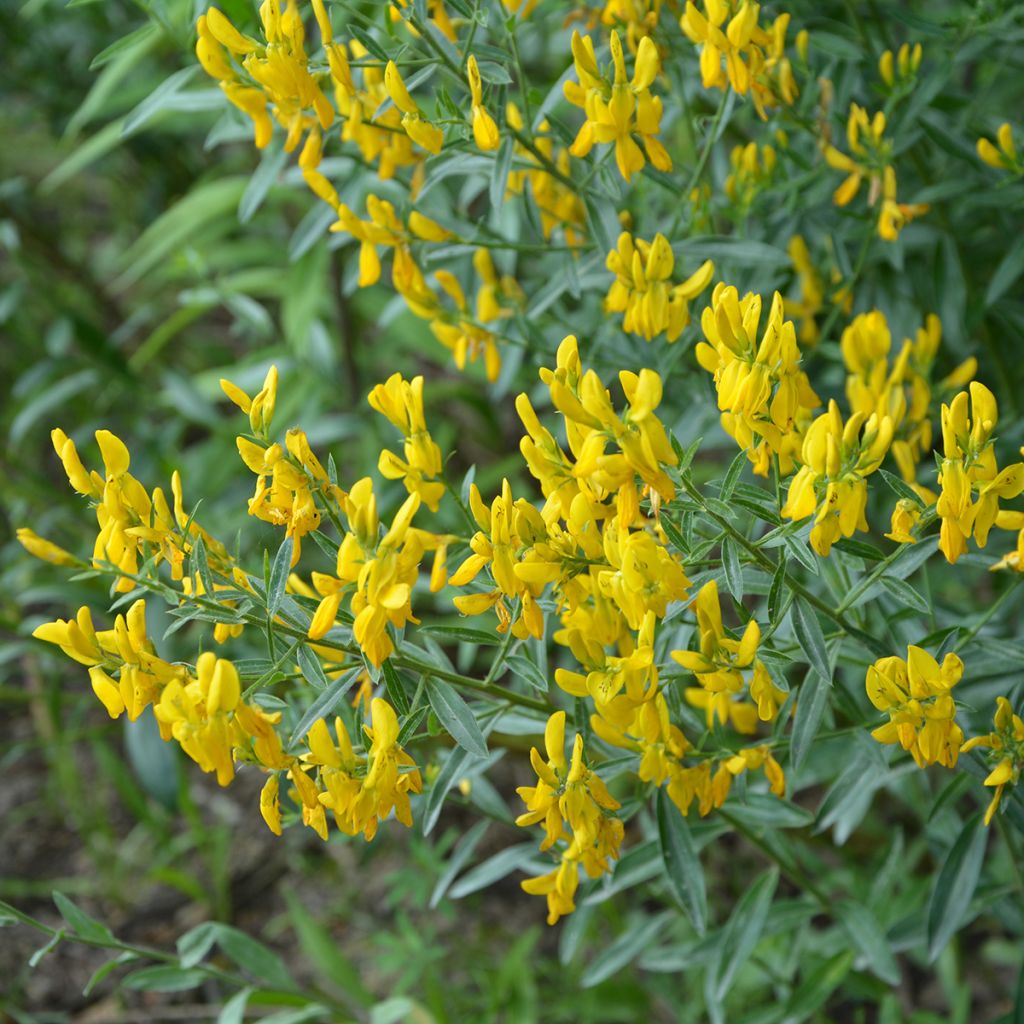 Färber-Ginster Royal Gold - Genista tinctoria