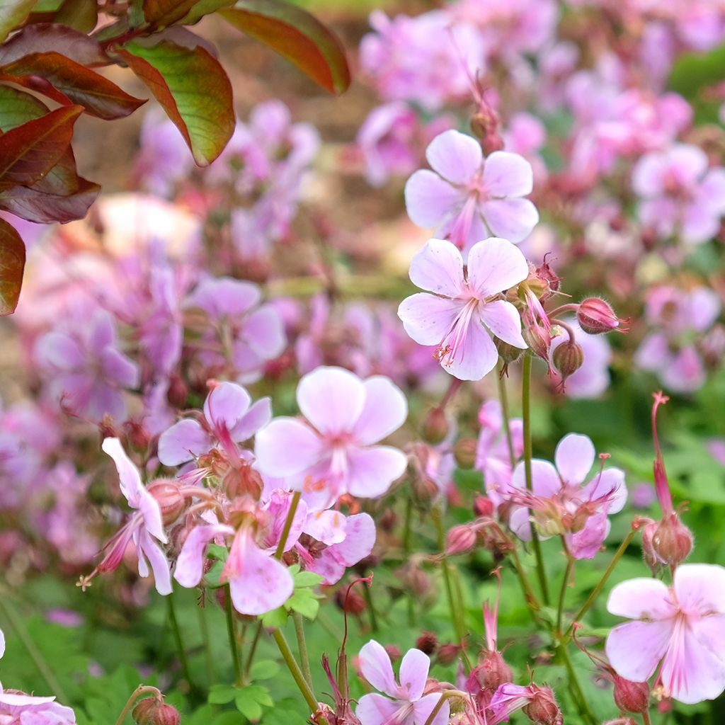 Geranium cantabrigiense Hanne - Cambridge Storchschnabel