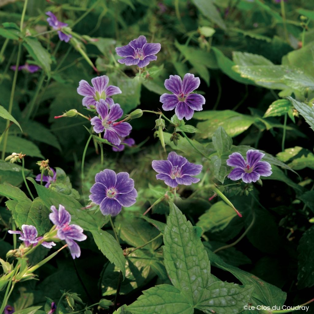 Geranium nodosum Clos du Coudray - Knotiger Bergwald Storchschnabel