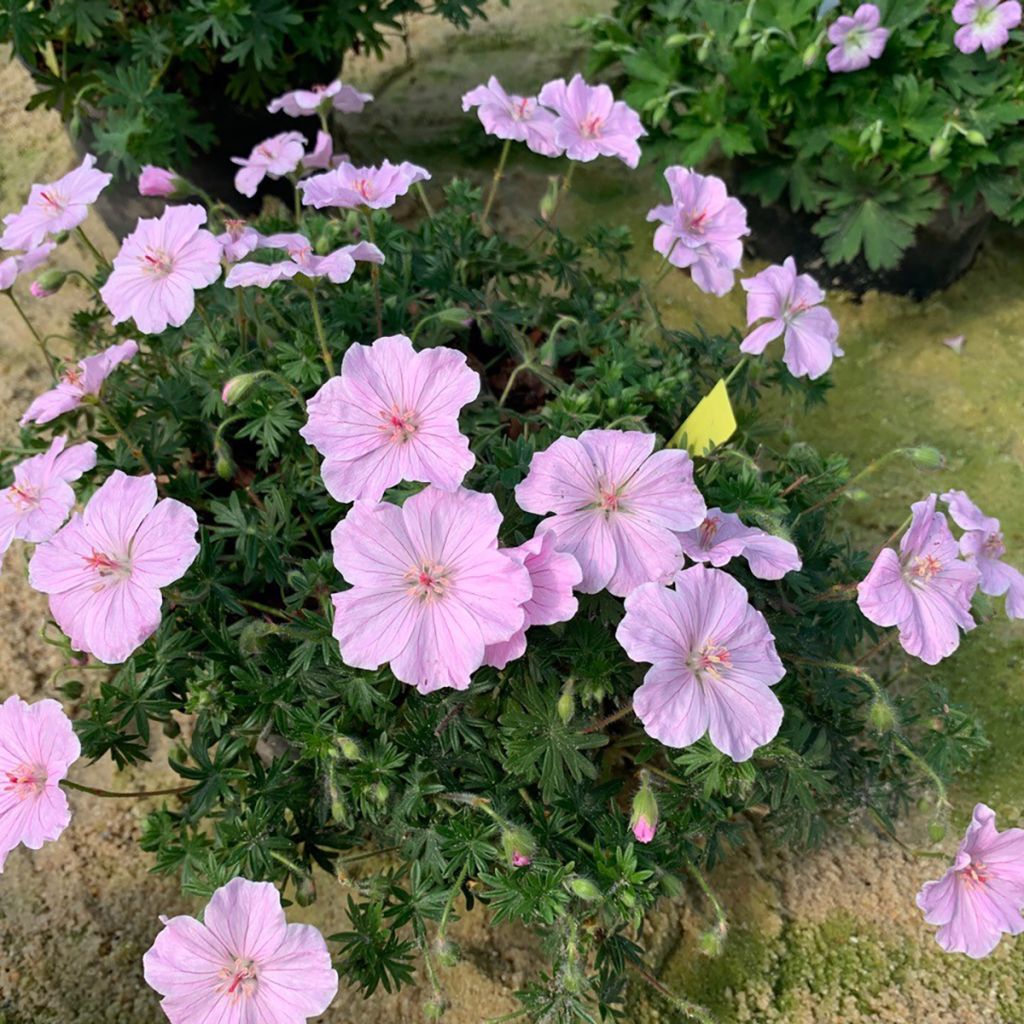 Geranium sanguineum Frivolius Pink - Blutstorchschnabel