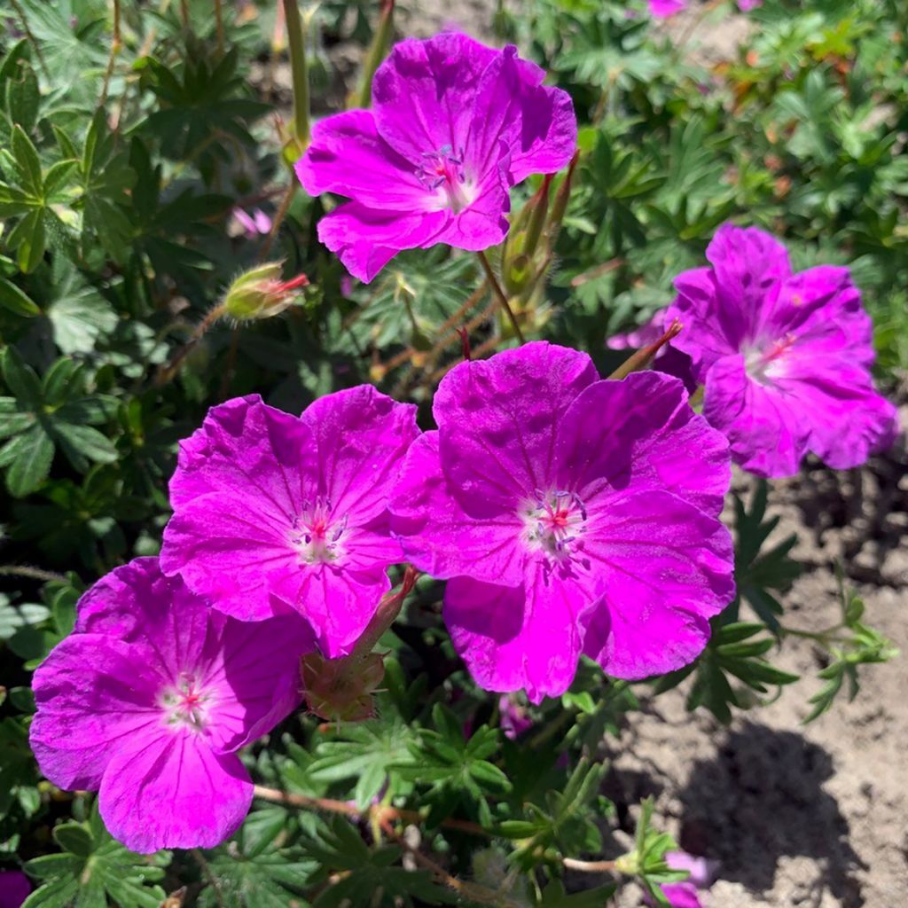 Geranium sanguineum Frivolius Purple - Blutstorchschnabel