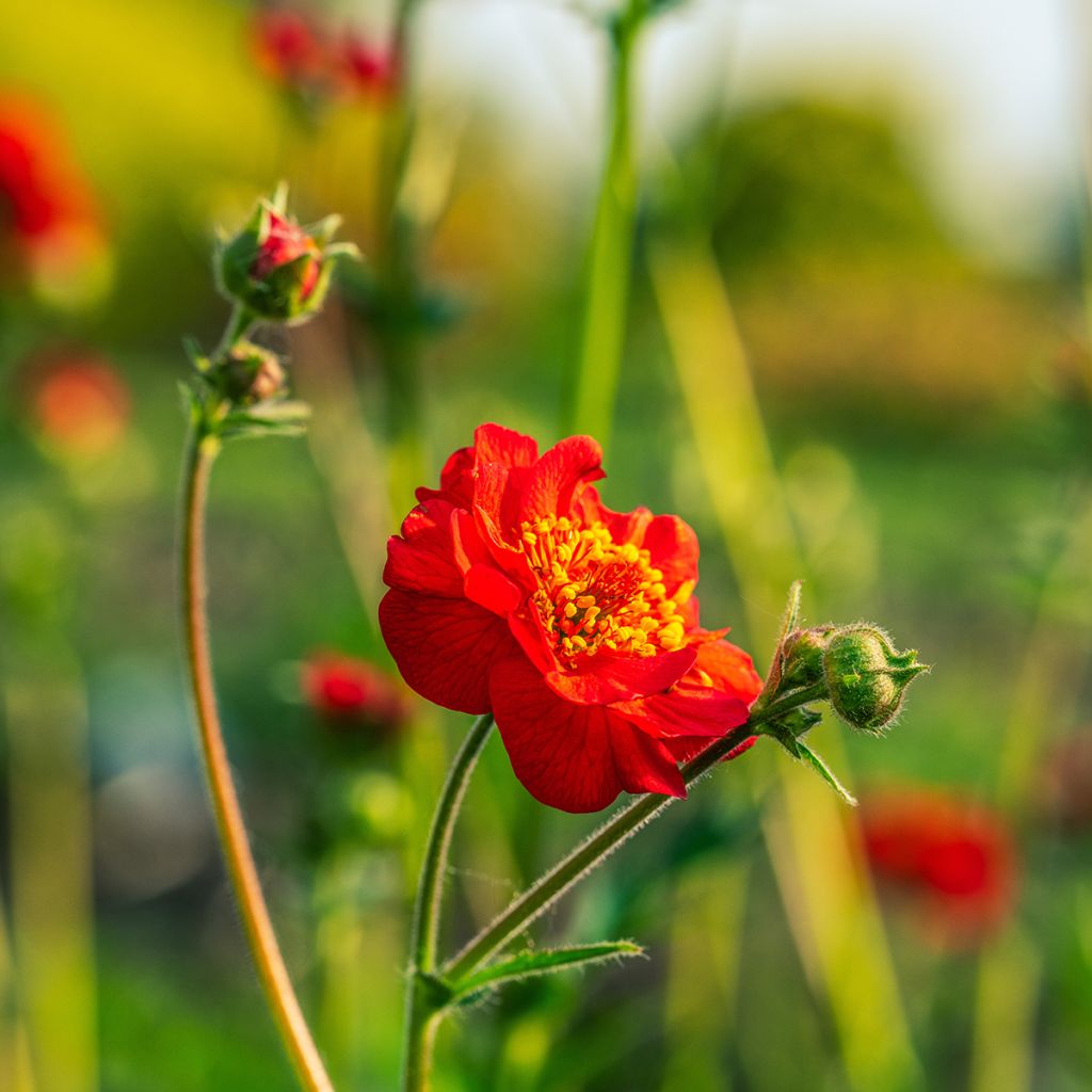 Geum coccineum Flore Pleno Blazing Sunset (Samen) - Scharlachrote Nelkenwurz