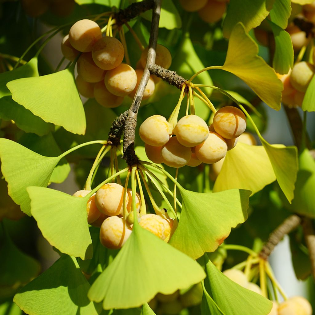 Ginkgo biloba - Fächerblattbaum