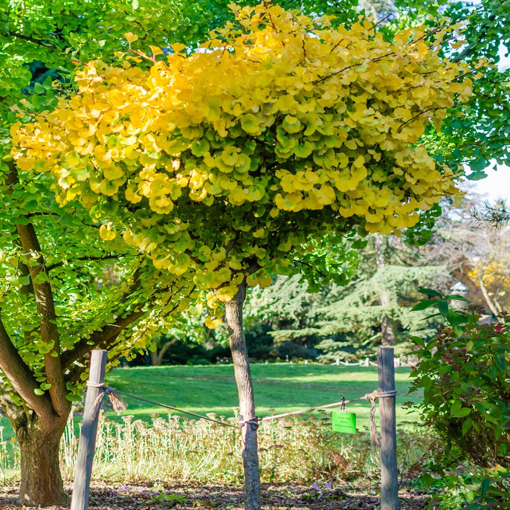 Ginkgo biloba Mariken - Fächerblattbaum