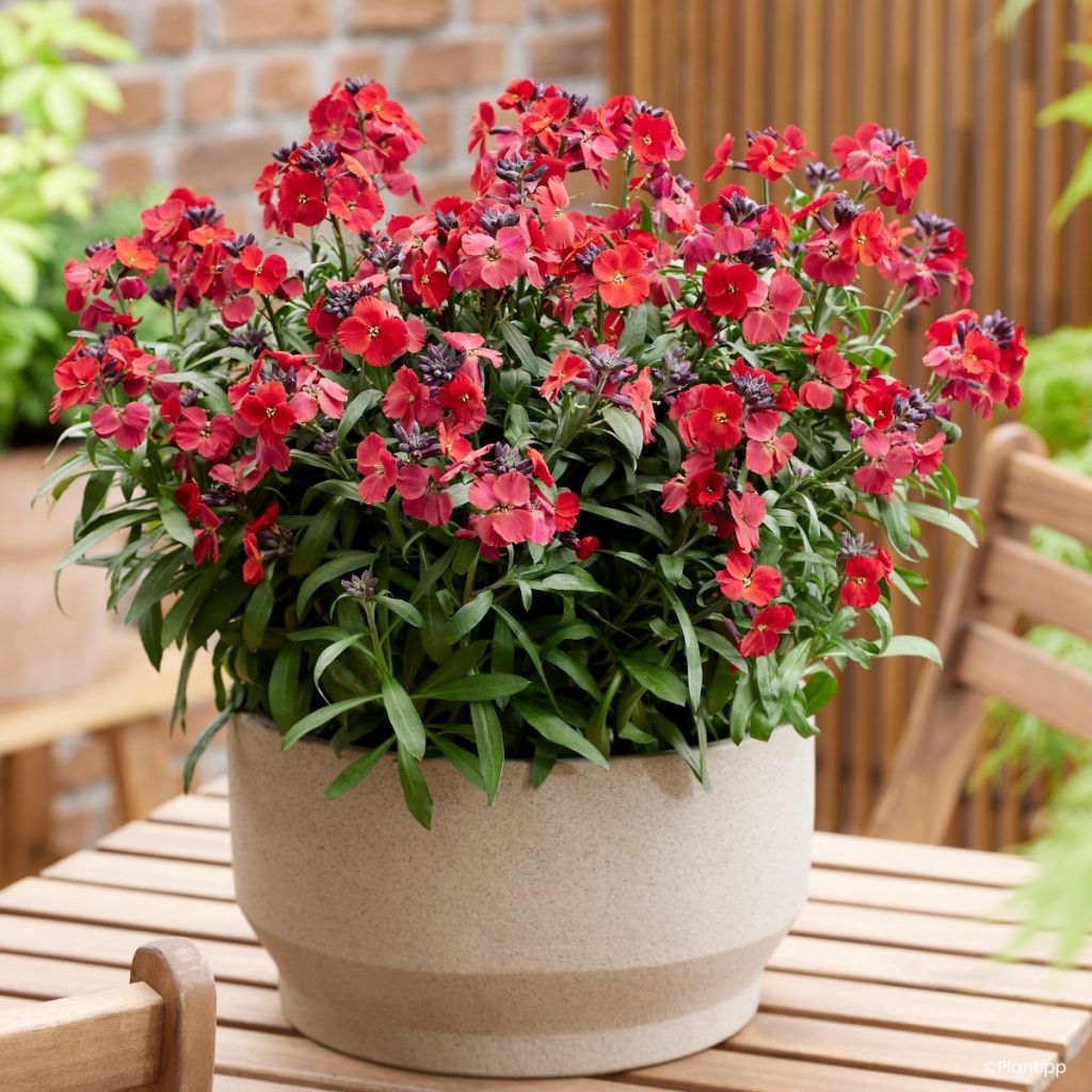 Garten-Goldlack Colour Vibe Red - Erysimum 