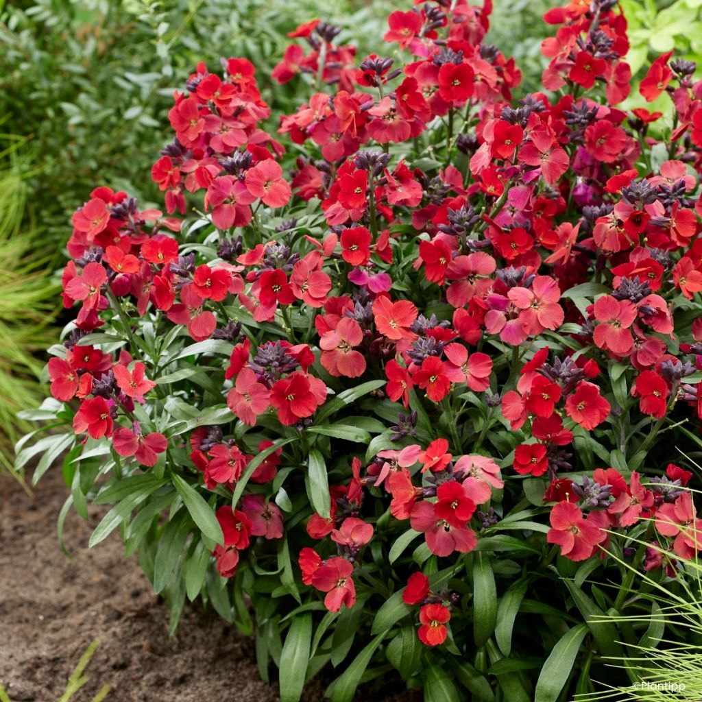 Garten-Goldlack Colour Vibe Red - Erysimum 