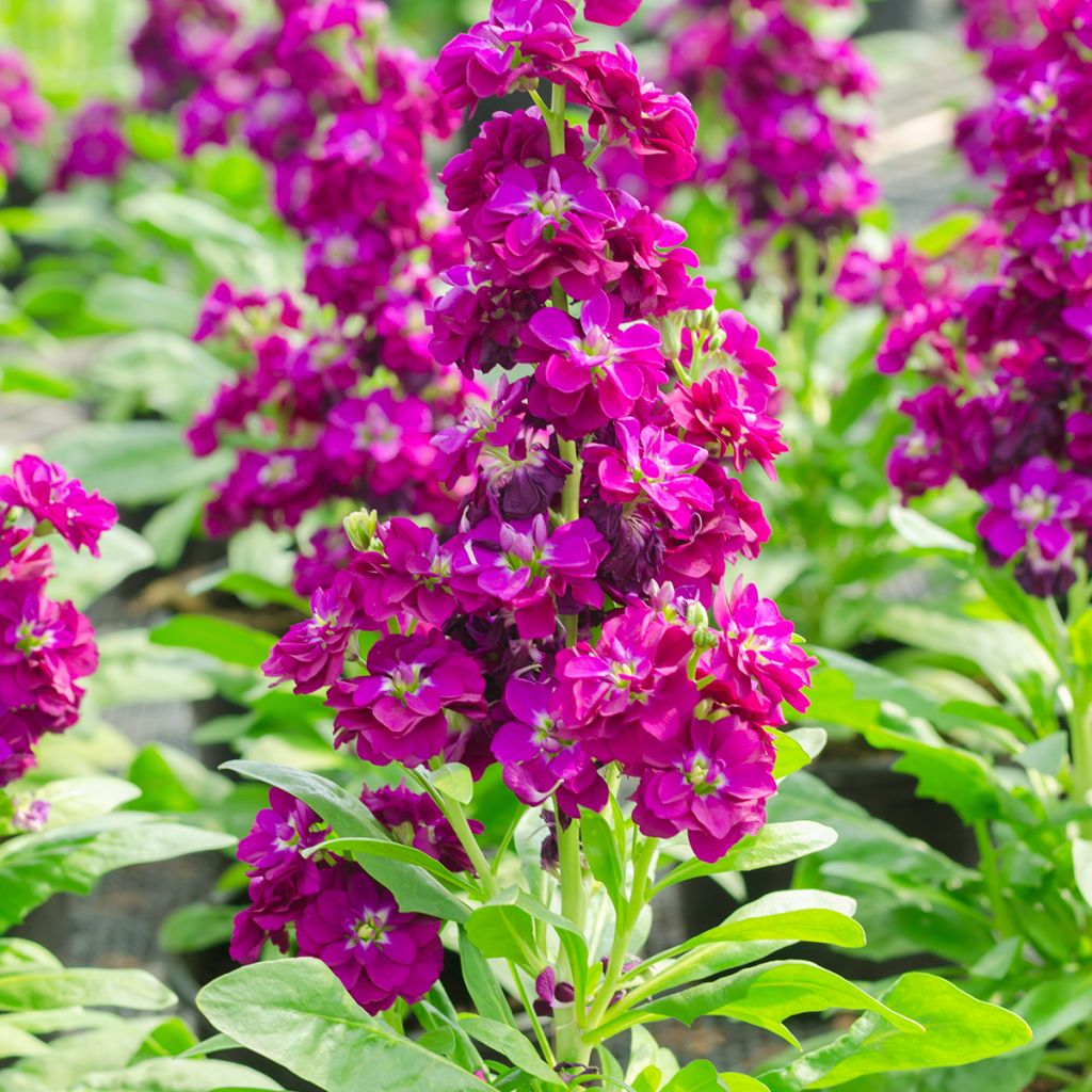 Levkoje - Matthiola incana