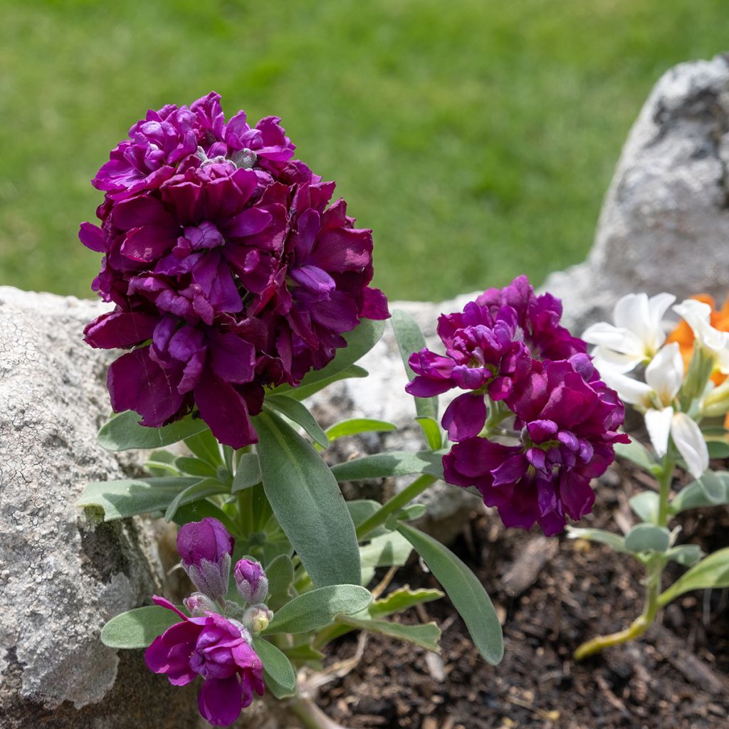 Levkoje - Matthiola incana