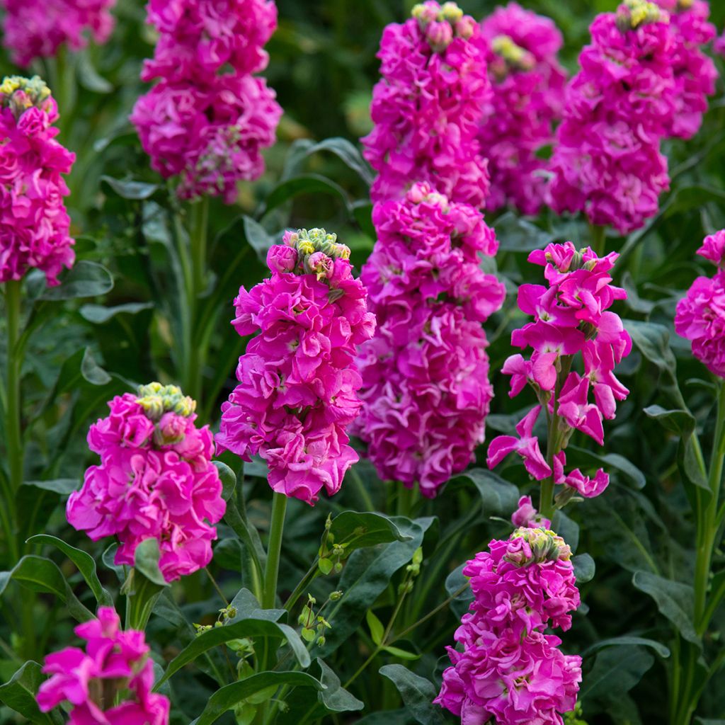 Levkoje - Matthiola incana