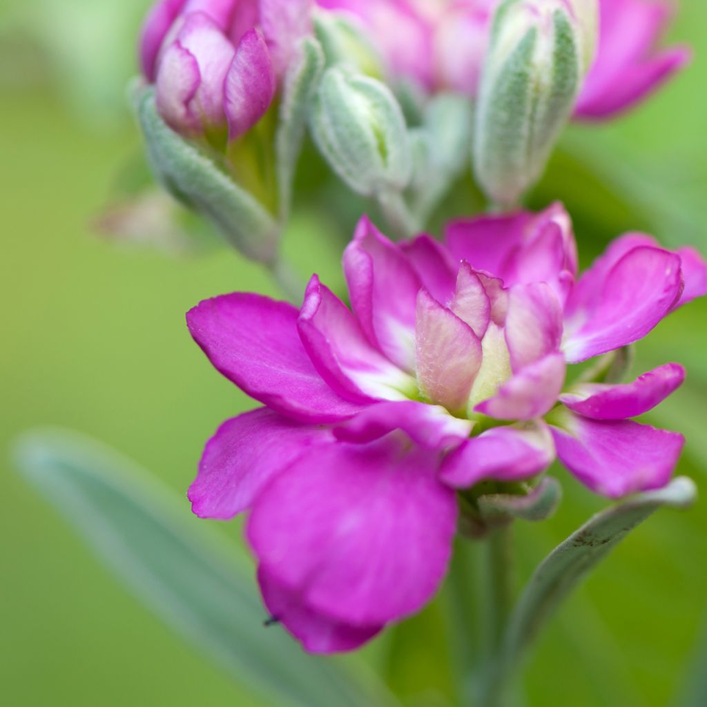 Levkoje - Matthiola incana