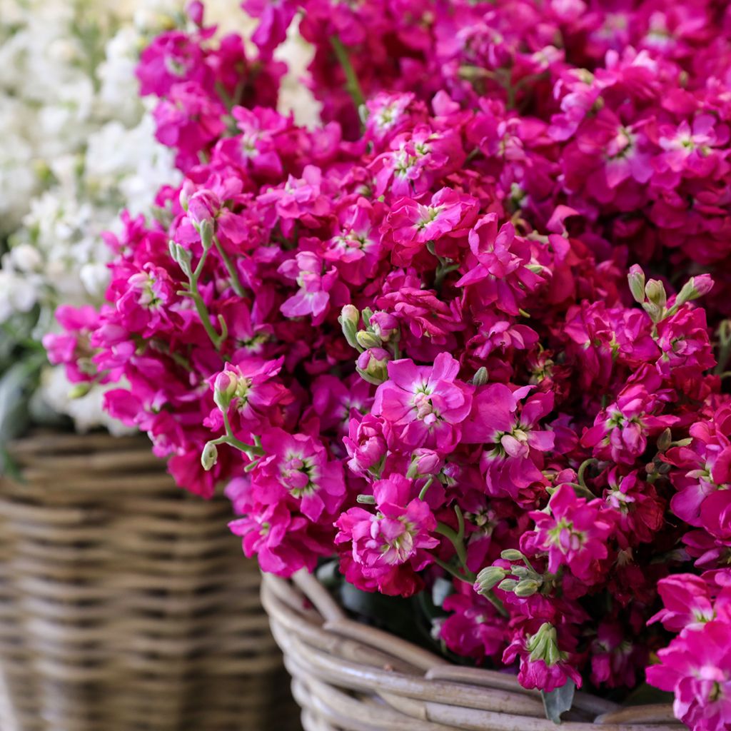 Levkoje - Matthiola incana