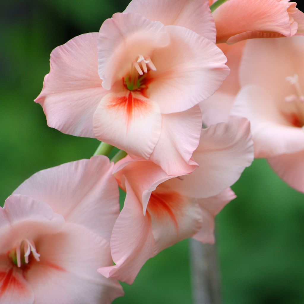 Großblütige Gladiole Apricot Beauty - Gladiolus